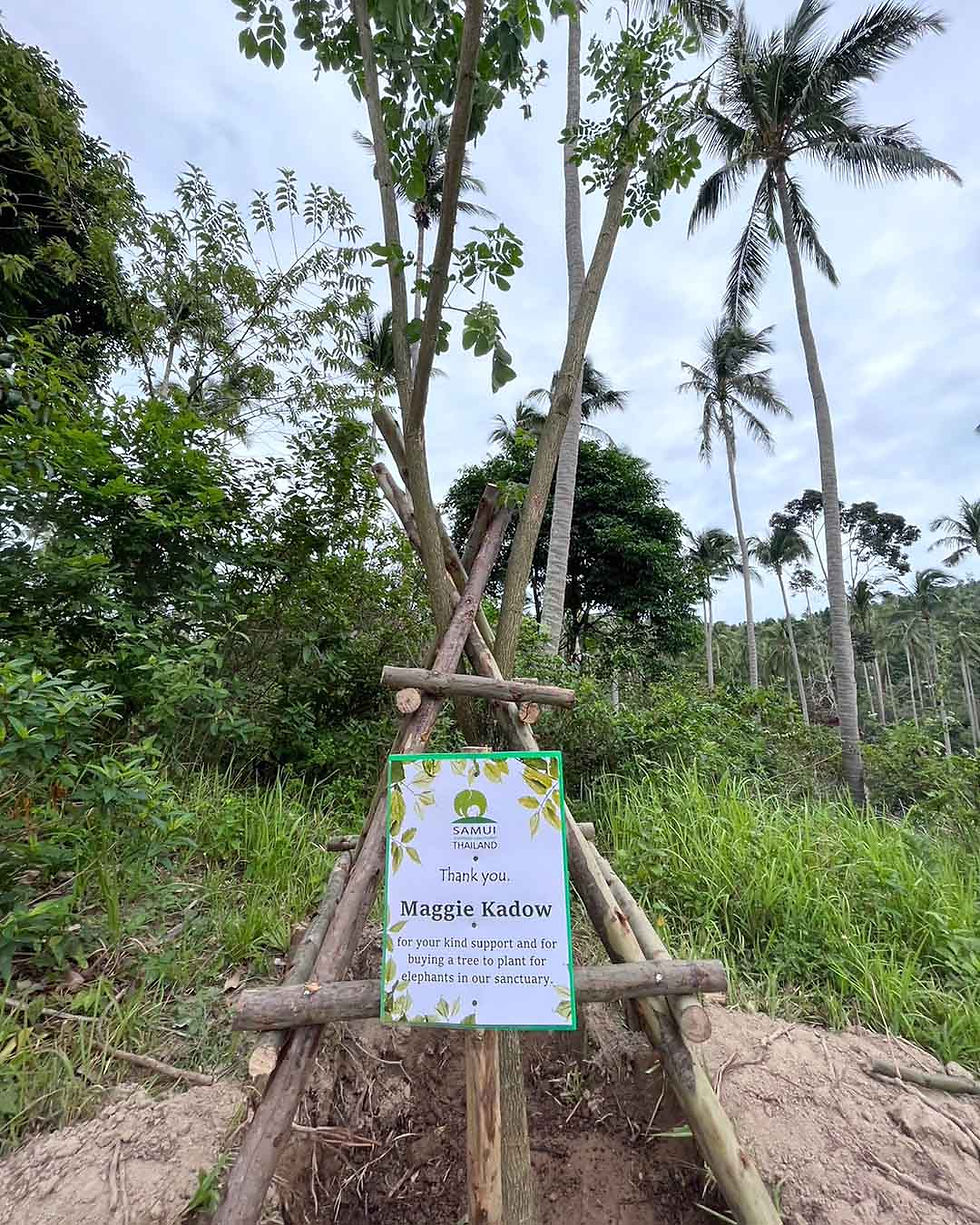 Thumbnail: Tree for Elephants