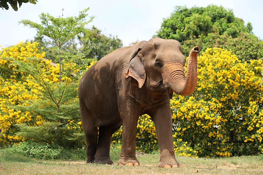 SamuiElephantSanctuary_Elephants_N5.jpg
