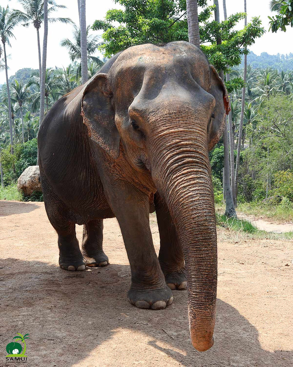 Thumbnail: Sponsor Kham Noi