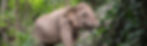 Samui_Elephant_Sanctuary_Thailand17.jpg