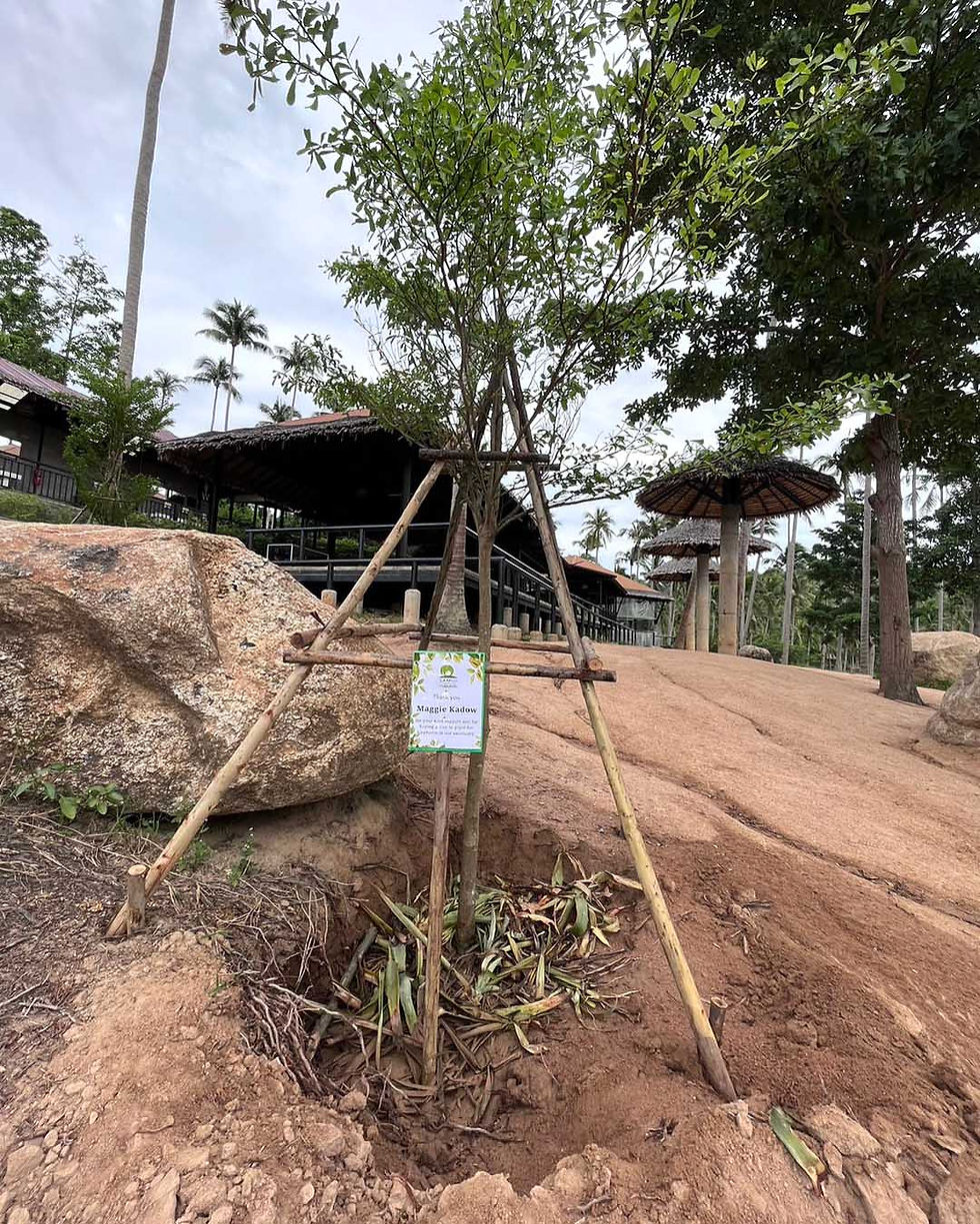 Thumbnail: Tree for Elephants