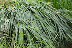 Pickup_Truck_Grass.jpg