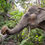 Thumbnail: Sponsor Kham Paeng
