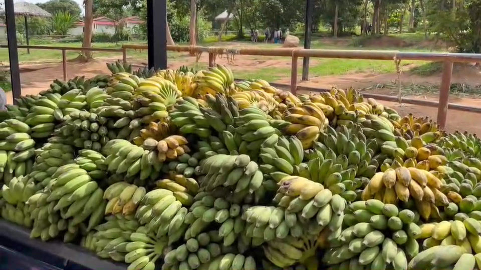 Thumbnail: Pickup Truck of Bananas