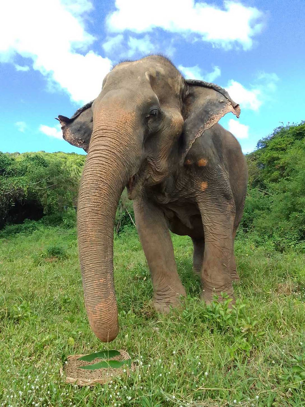 Thumbnail: Dried Elephant Food