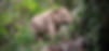 Samui_Elephant_Sanctuary_Thailand6.jpg