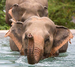 Samui_Elephant_Sanctuary_Elephants.jpg