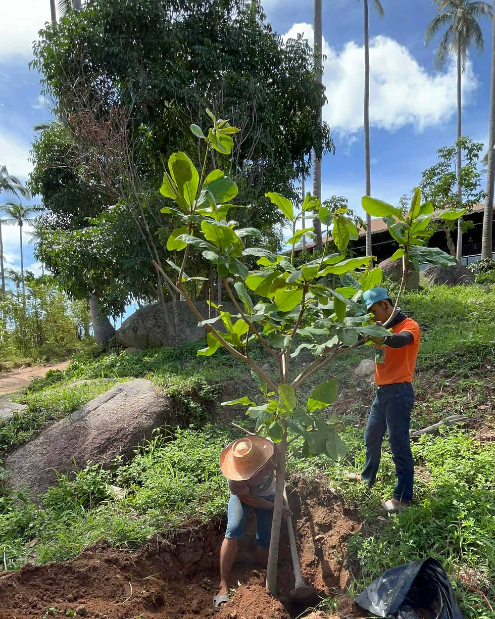 Thumbnail: Tree for Elephants