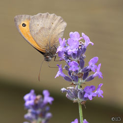 Gatekeeper - Pyronia tithonus