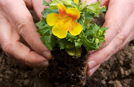A-Class Lawn Care's Tips for Installing Plants and Flowers