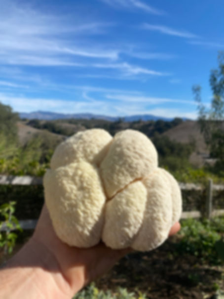 1 lb Lionsmane