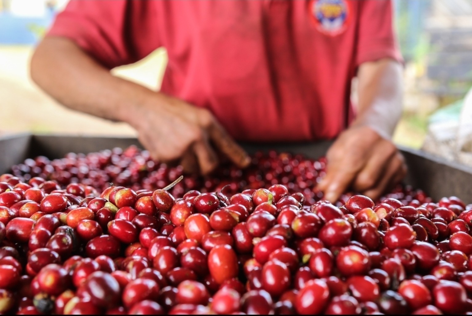 Ripe red coffee cherries being sorted by hand