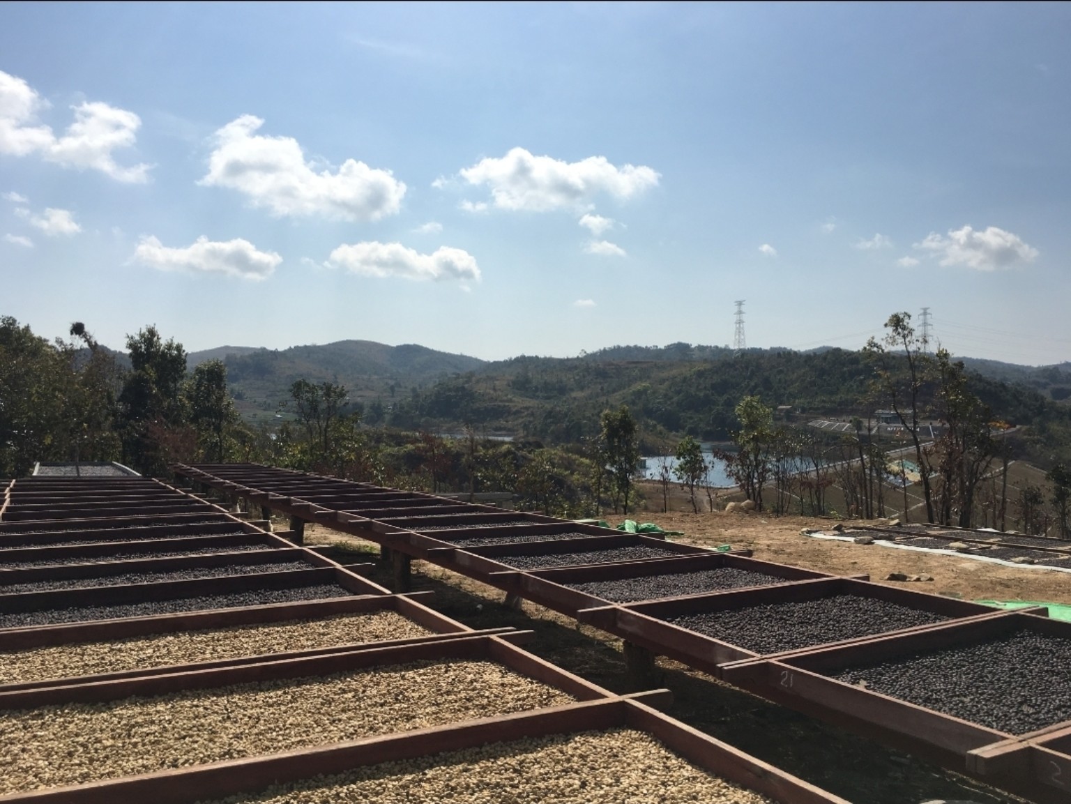 Coffee drying on raised beds in the open air