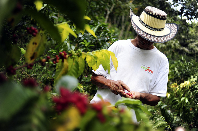 Farmer inspecting coffee cherries in a Colombian plantation