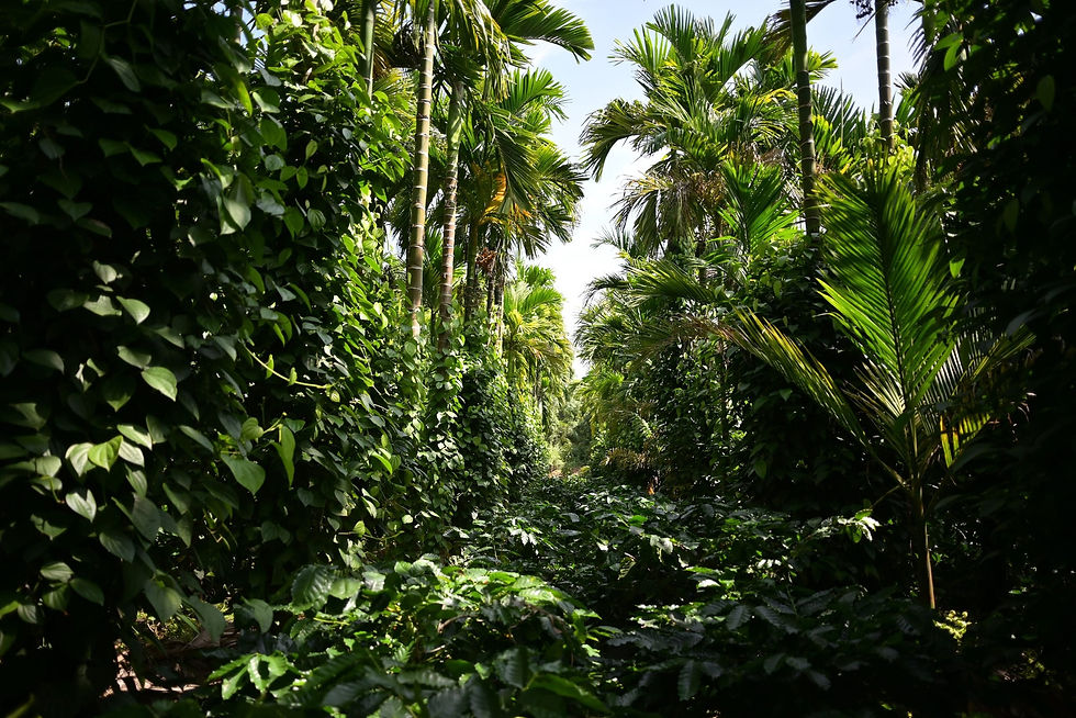 Thumbnail: Bisal Munti Estate  Indian Specialty Coffee farm