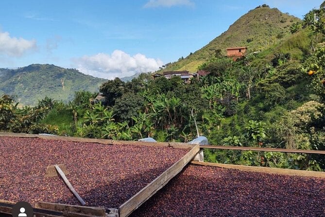 Coffee beans drying on raised beds on a Colombian hillside farm