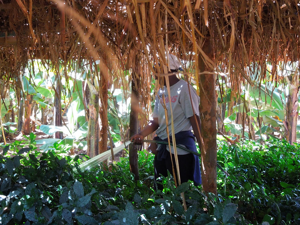 Thumbnail: Kenyan Thunguri Coffee farmer