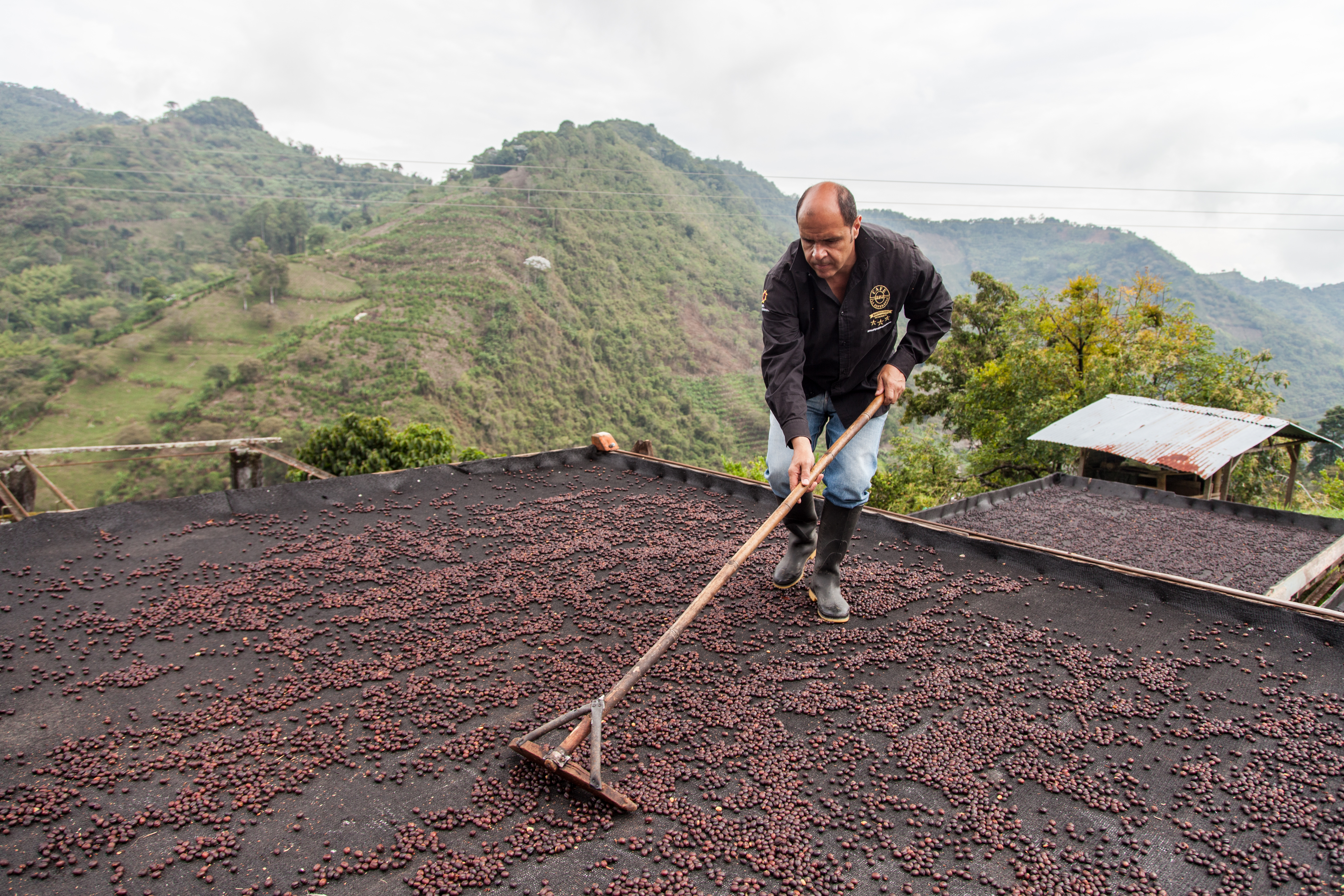 coffee Cherries drying at CGLE Posoi farm