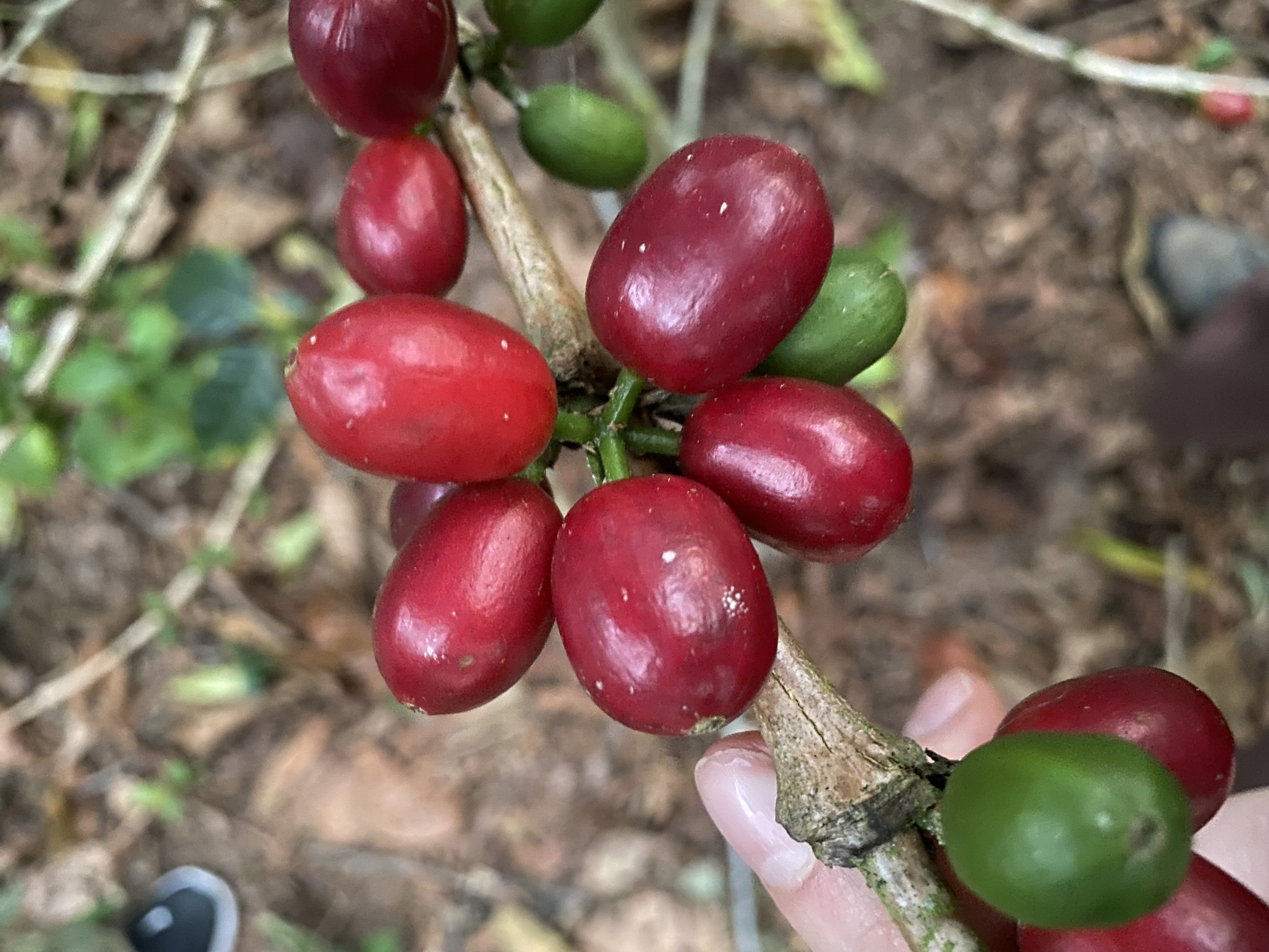 Ripe red coffee cherries growing on a branch