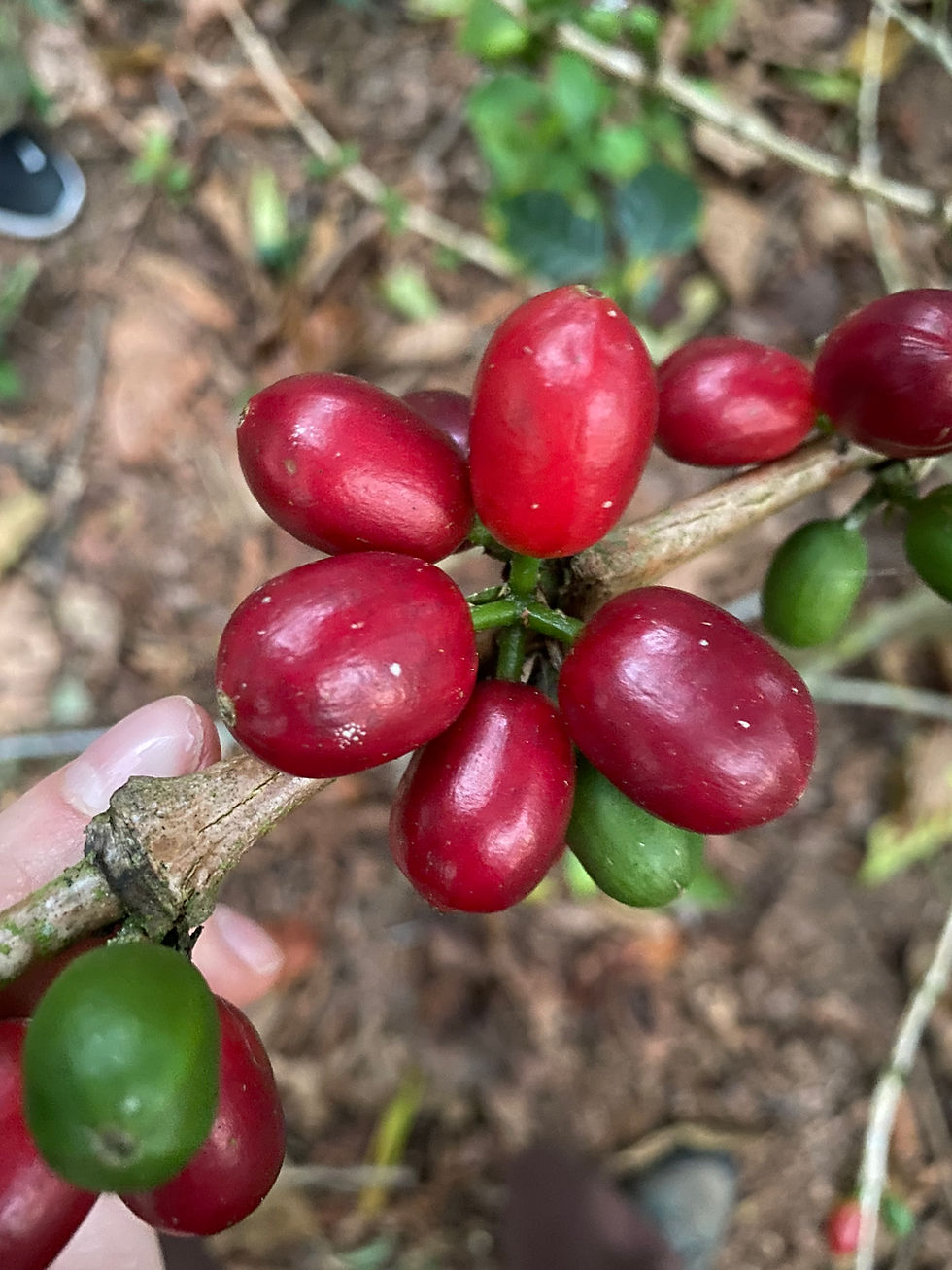 Thumbnail: Peru Mendoza Single Origin Classic