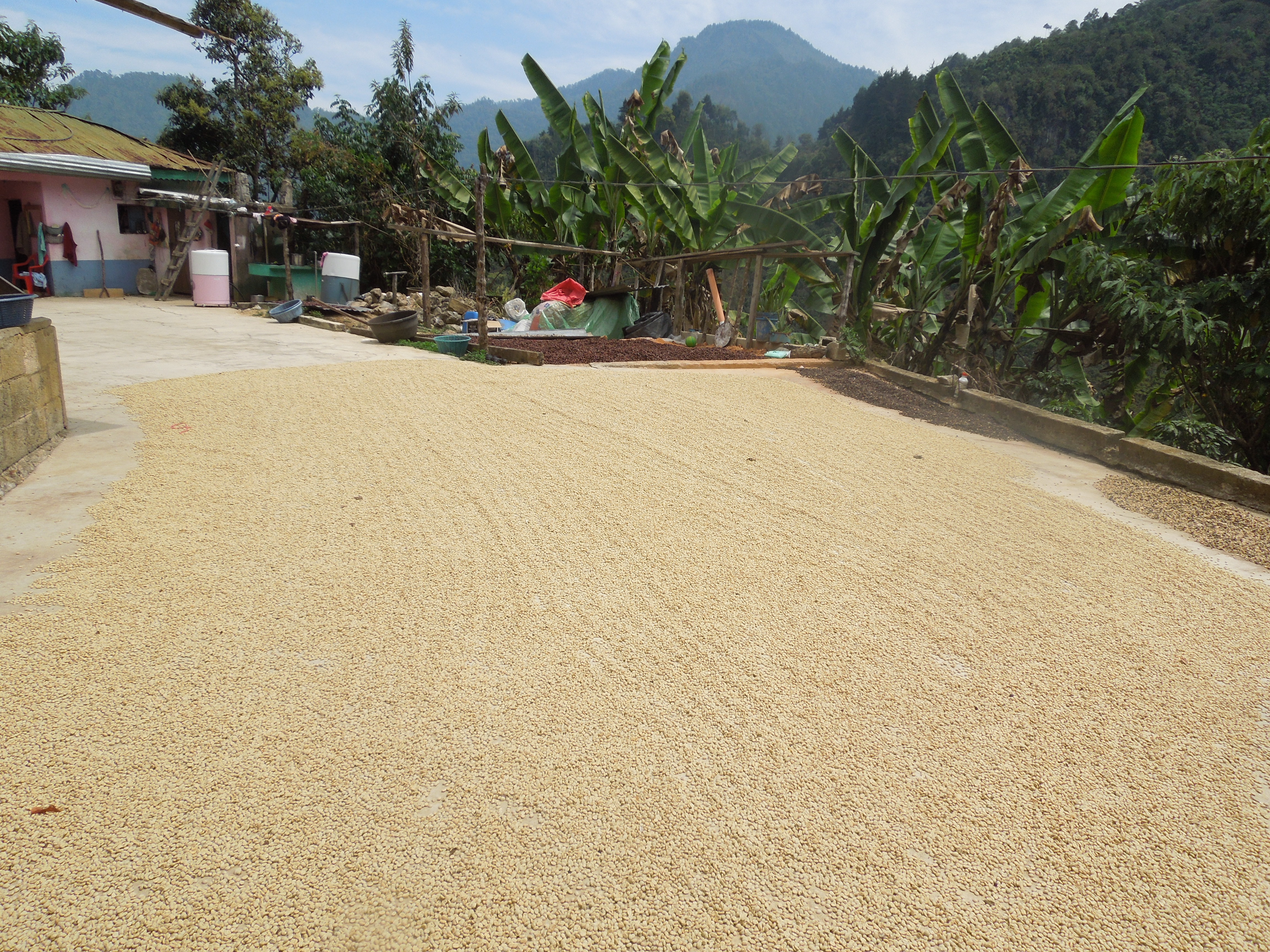 Coffee beans drying in the sun on a concrete patio surrounded by lush green banana plants and a pink house with mountains in the background.