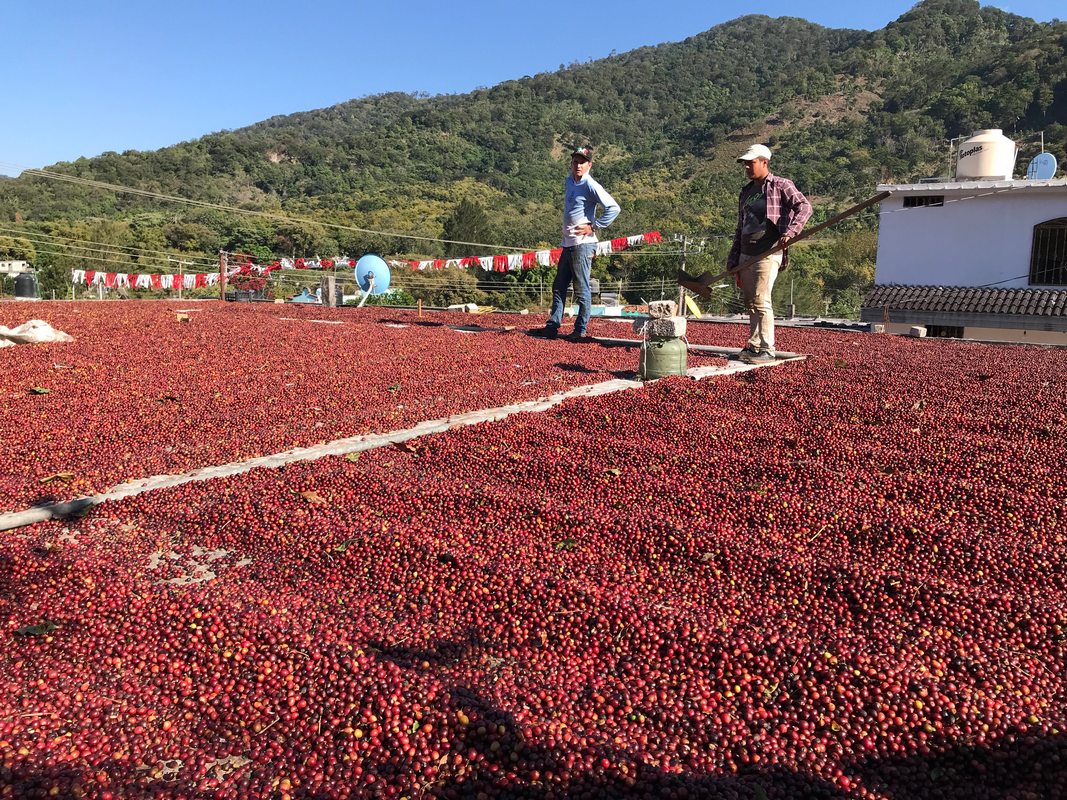 Farmers drying coffee beans outdoors in Mexico