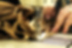pexels-hannah-armstrong-2029747251-29107942.jpg