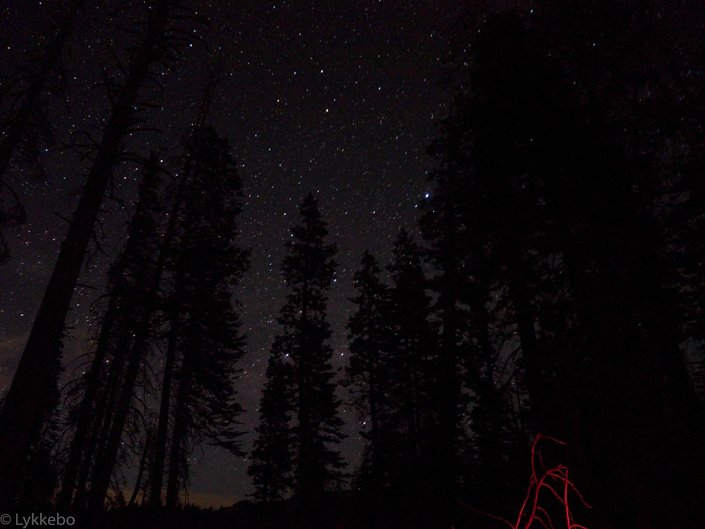 stars, sky, trees, night