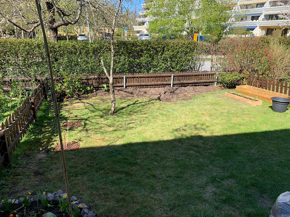 bare lawn and winter brown bushes
