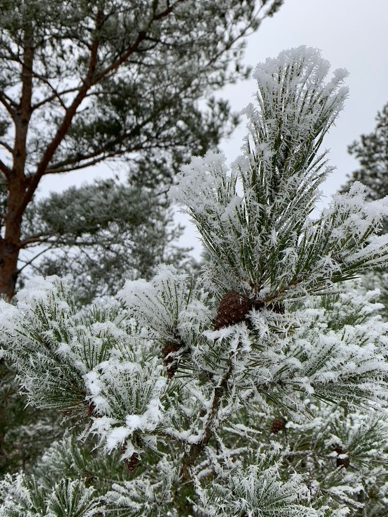 The Winter Curse
