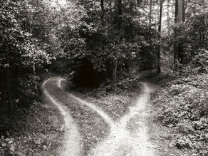 Black and white image of a fork in a woodland path, representing the choice between cultural and commercial decisions in international business.