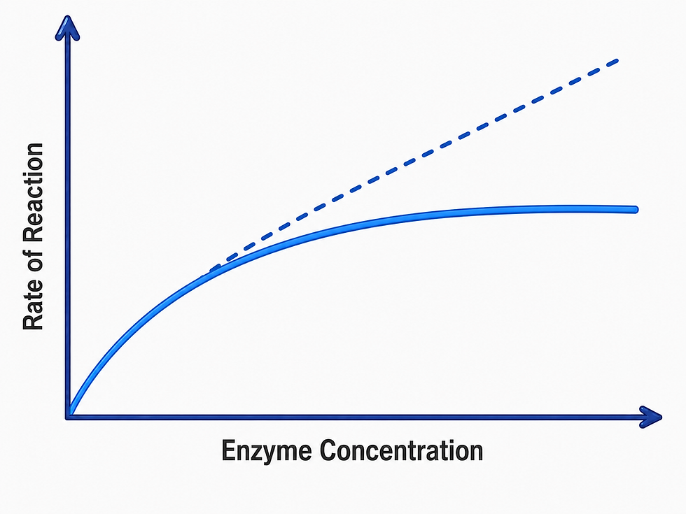 Figure 5: Effect of increasing enzyme concentration on enzyme activity.