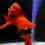 Thumbnail: Blood Red Short High-Fin Cauliflower Sword Tail