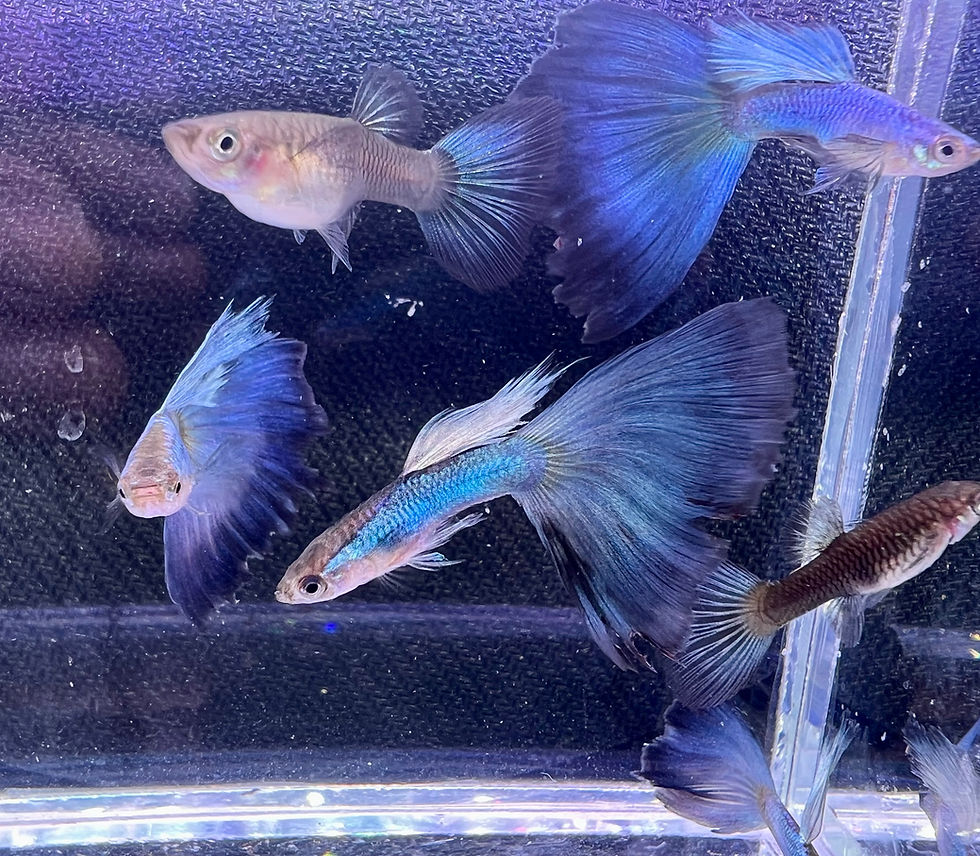 Thumbnail: Singa Blue Guppy 1 Pair 1M/1F