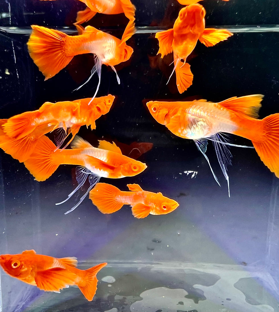 Thumbnail: Koi Red Ear Ribbon 1  Pair