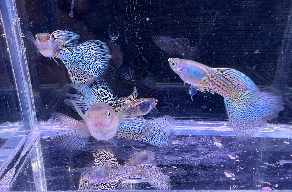 Thumbnail: Metal Blue Grass Guppy 1 Pair 1M/1F