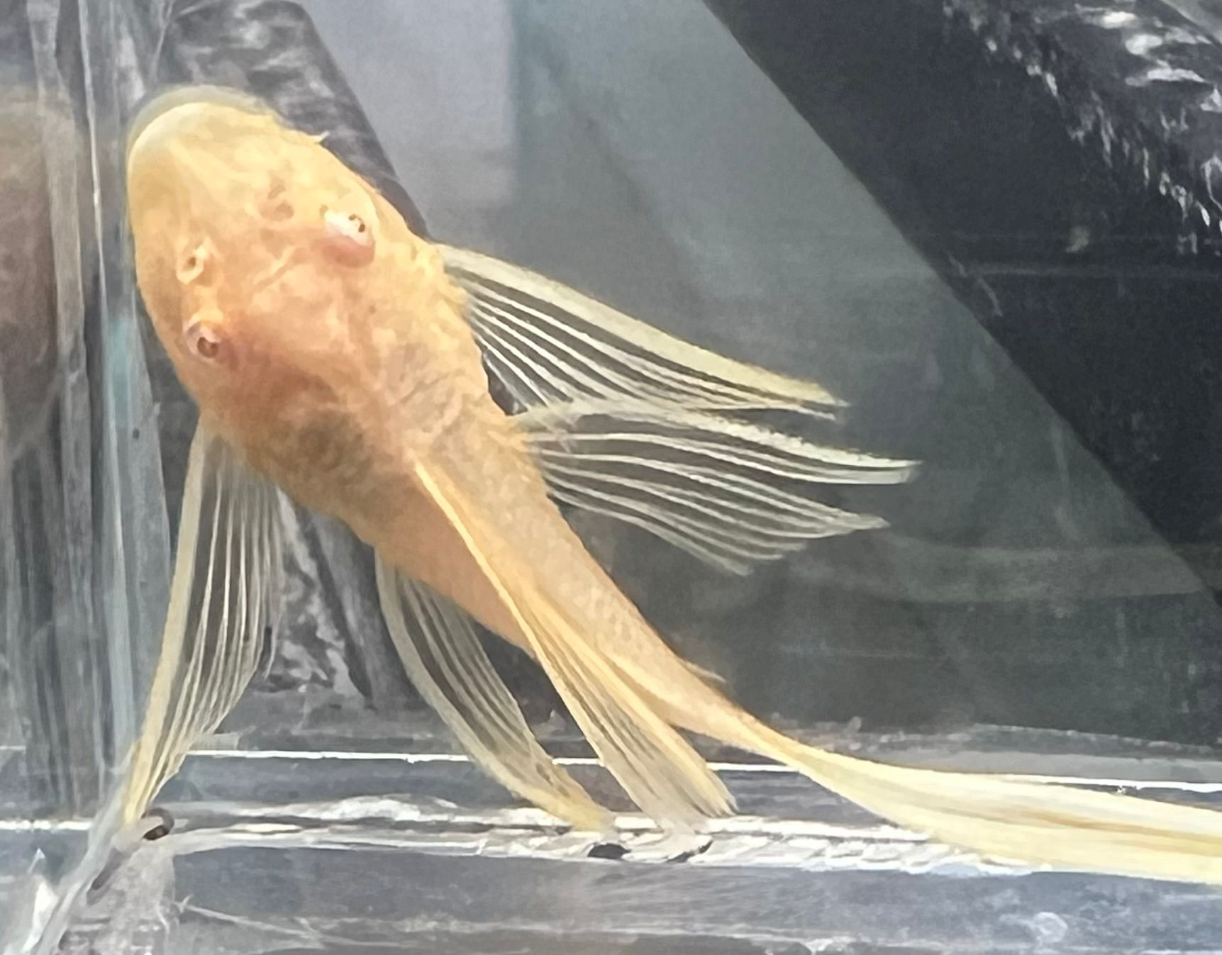 Gold Longfin Pleco