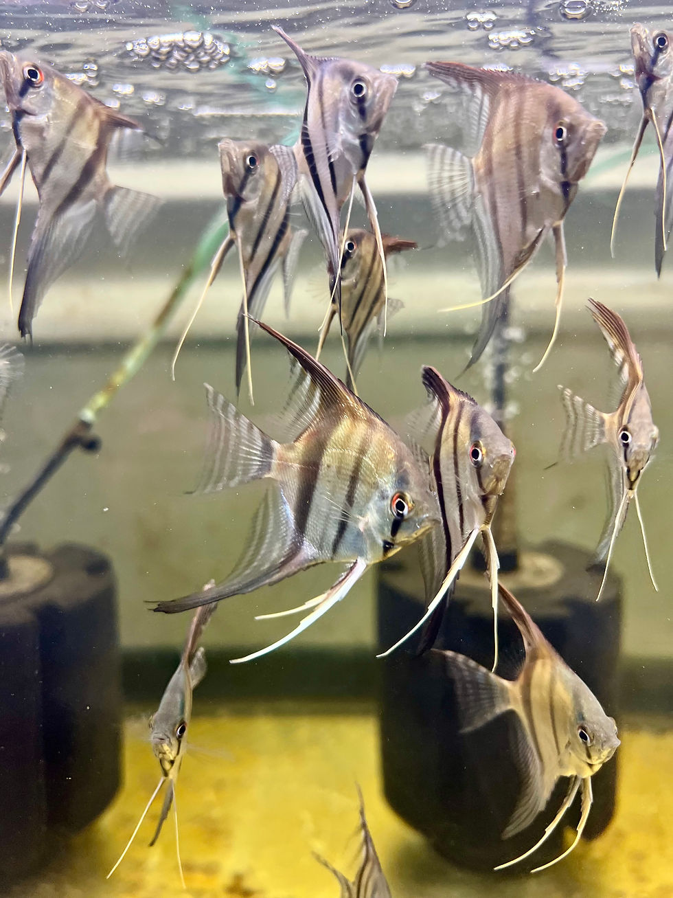 Thumbnail: P. scalare Silver Angelfish