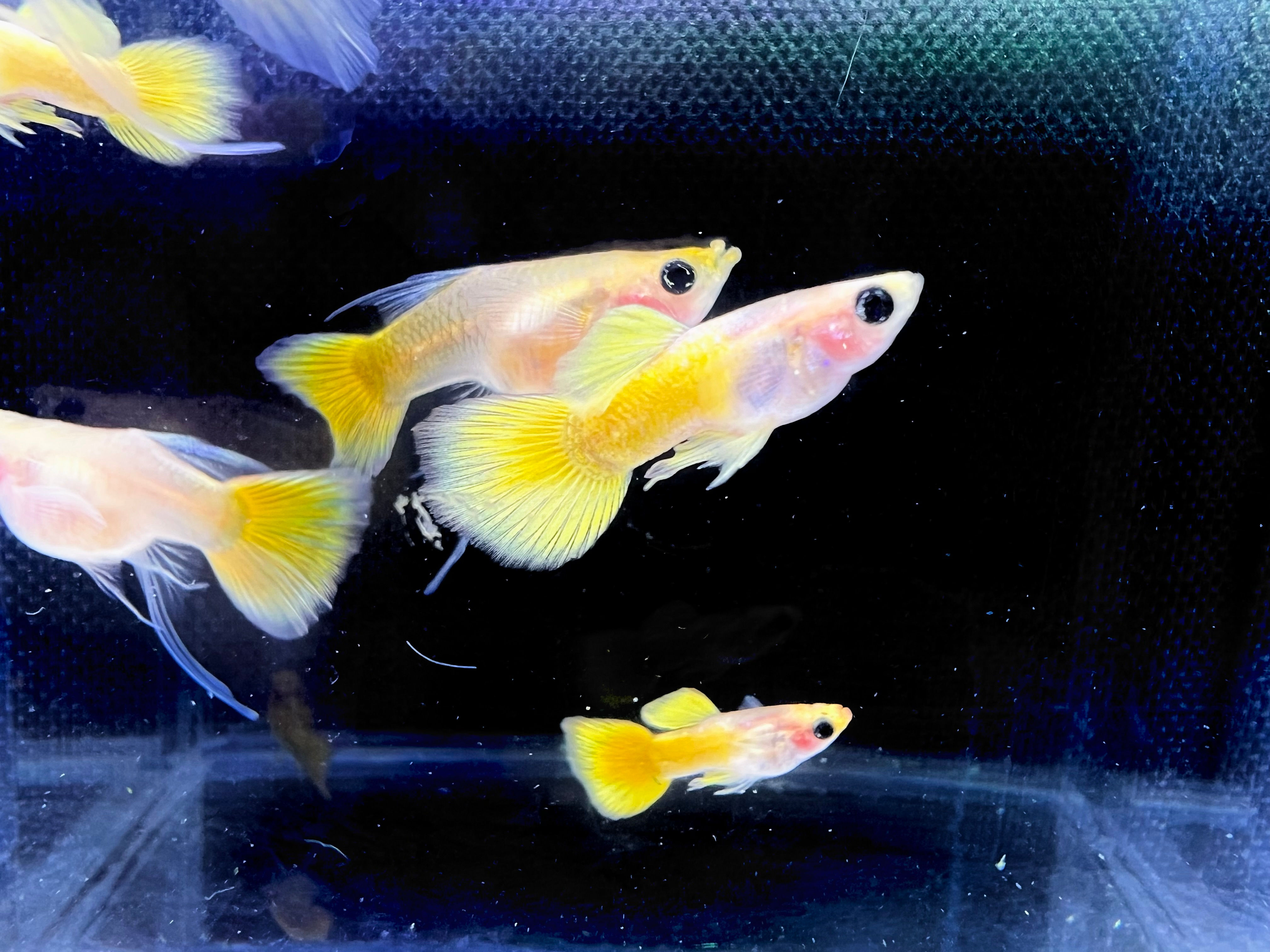 Gold Short Glassbelly Ribbon Guppy 1 TRIO 1M/2F