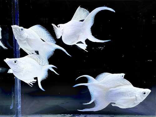 thumbnail image 2 of LIVE Molly Fish – Platinum Balloon Lyretail – White & Blue Eyes – USA Local Breeder 2 of 5