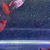 Thumbnail: Red Dragon Short Glassbelly Ribbon Guppy