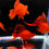 Thumbnail: Blood Red Short High-Fin Cauliflower Sword Tail