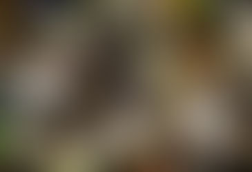 Festa de São pedro e São Marçal