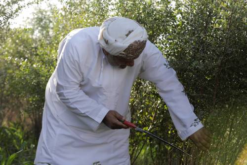 hennè è Patrimonio Culturale Immateriale dell’Umanità UNESCO 9