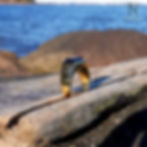 Miniatyrbilde: Gull ring