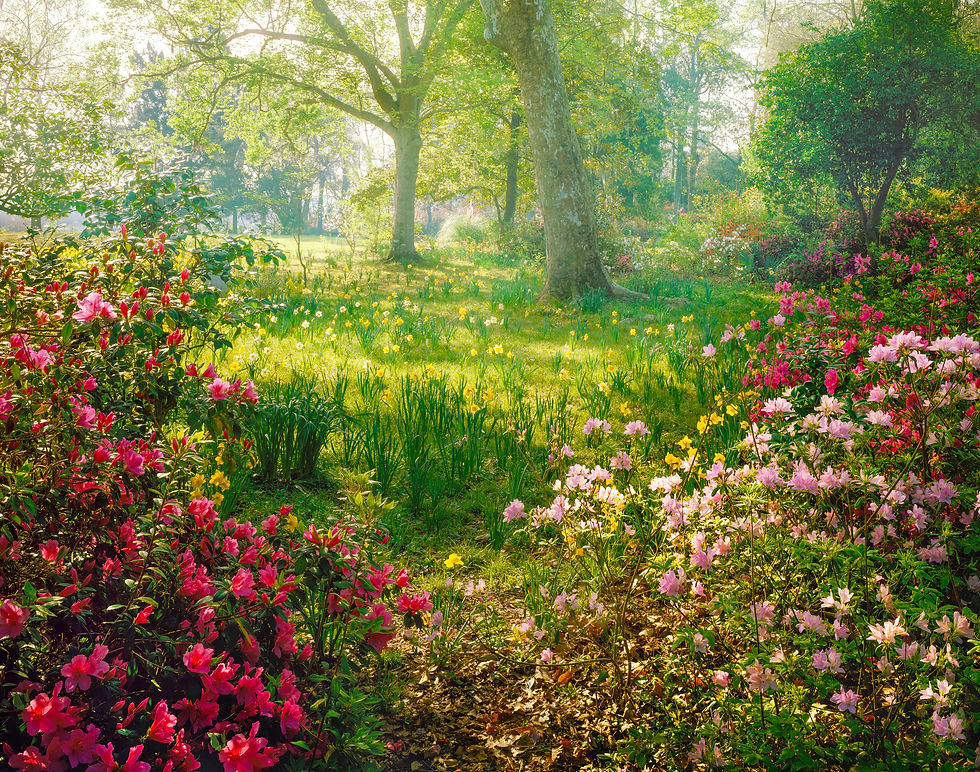 forest garden.jpg