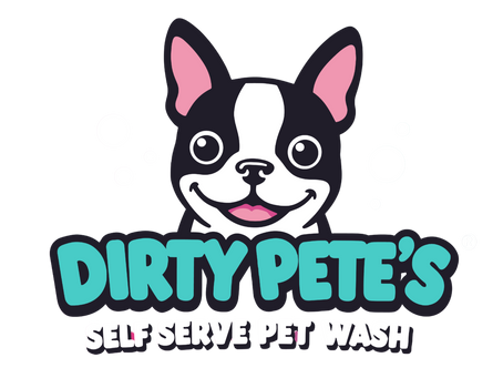 Barking News: A Splashy Gift for National Dog Day! 🐾