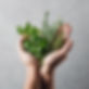 hand giving herbs.jpg