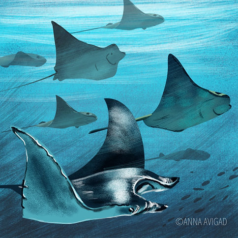 Manta Rays.jpg