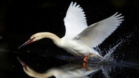 キエルチ(消える地)ー 相手の脳をバグらせる構造と、求道者を襲う「虚無」の正体